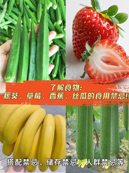 91香蕉丝瓜草莓秋葵无限次数版最新版本—如何获取91 香蕉丝瓜草莓秋葵无限次数版最新版本?