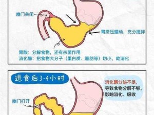 以实事信息为依据，解析男女生胃的沙雕攻略