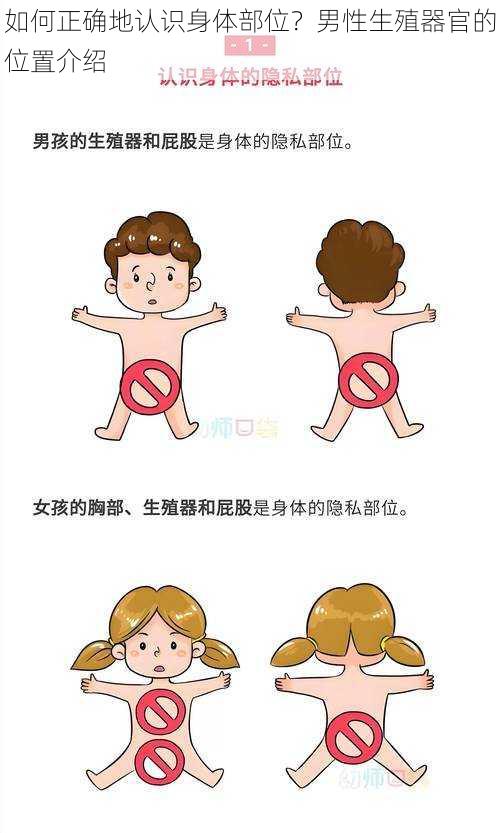 如何正确地认识身体部位?男性生殖器官的位置介绍
