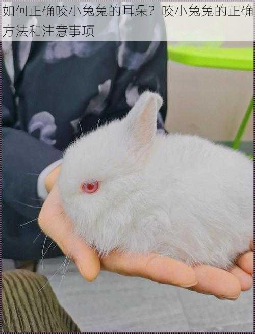 如何正确咬小兔兔的耳朵?咬小兔兔的正确方法和注意事项